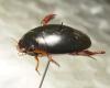 Megadytes sp.